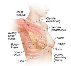 Is there a name for the visible part of the breast that extends up to the clavicle and underarm?