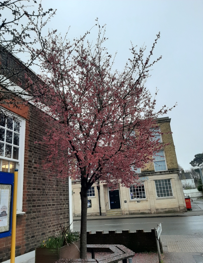 Do you see pink or red tree?