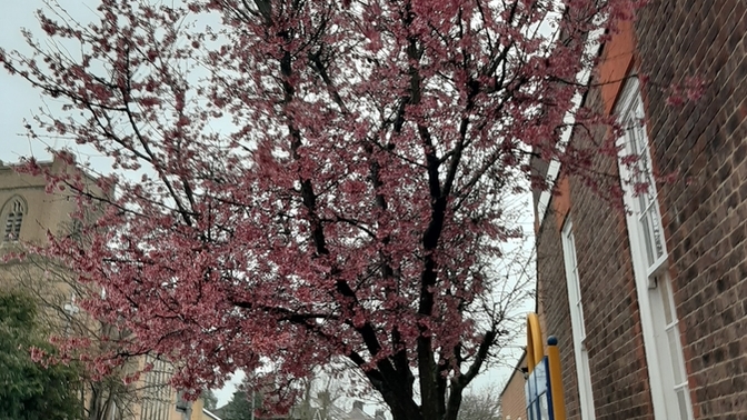 Do you see pink or red tree?