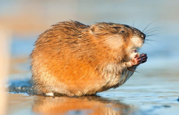 The notion of hundreds of gender identities is complex. But you never hear much about species identities. Why is that?