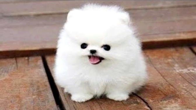 Why is my dog racist and only barks at black people?
