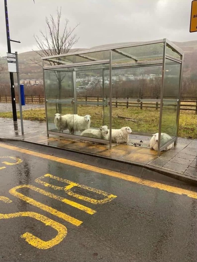 How should kids WAIT for the SCHOOL BUS when it's RAINING?