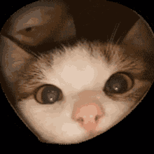 this are not my actual cats... lol