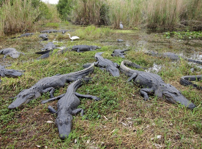 I’m headed to the Everglades to go play with 🐊 alligators. What should I do/see while I’m there?