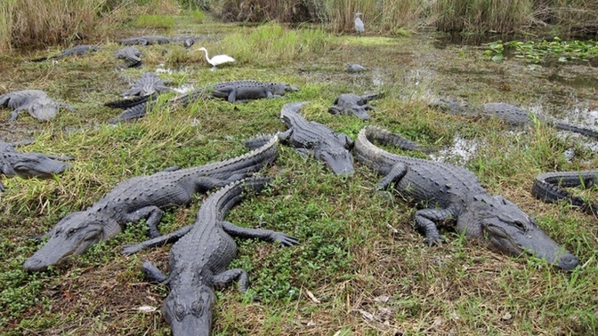 I’m headed to the Everglades to go play with 🐊 alligators. What should I do/see while I’m there?
