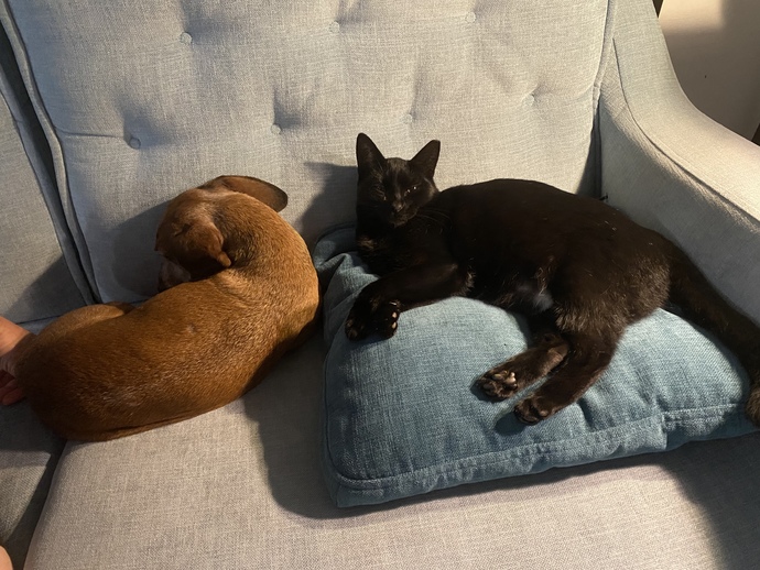 Do you have a fat kitty cat?