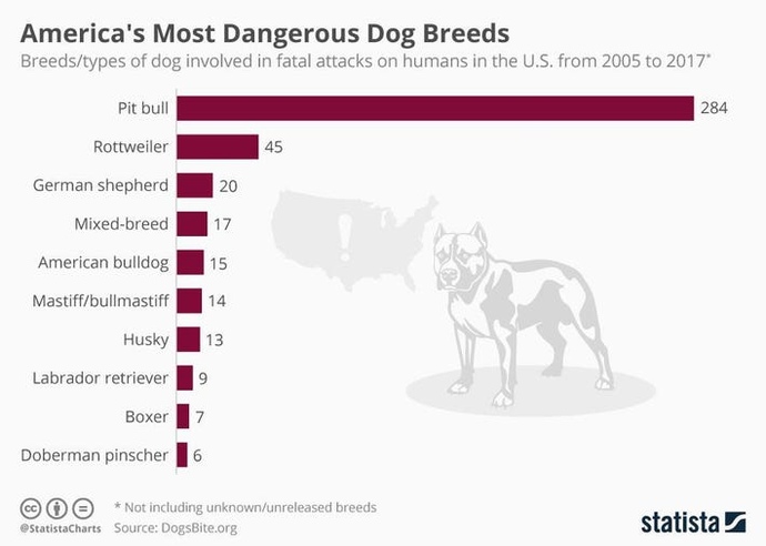What are your thoughts on Pit Bulls or bully breeds?