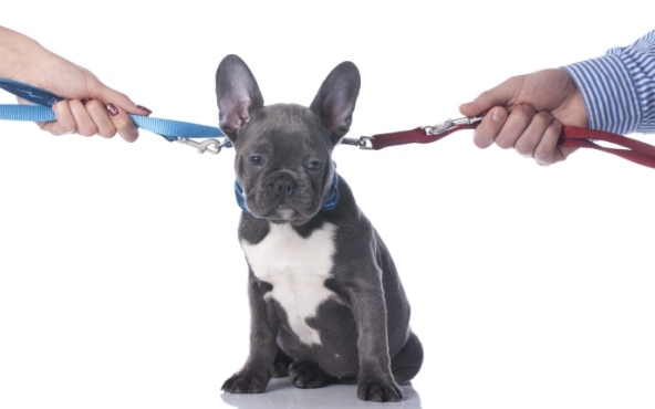 Would you take your ex to court, if they wanted to keep the dog you got together while in the relationship?
