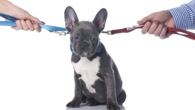Would you take your ex to court, if they wanted to keep the dog you got together while in the relationship?
