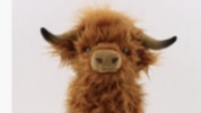 Is this the cutest cow you’ve ever seen?