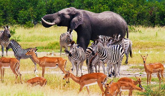 Wildlife in Chobe