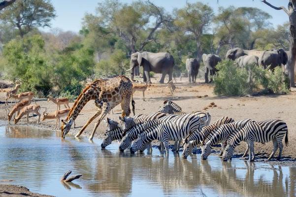Wildlife in Kruger