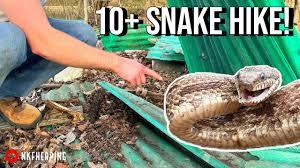 I have some tin pieces set up around my property. I get rattlesnake, foxsnake, garter, ring-neck, hog-nosed, etc. :)