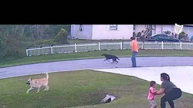 Was this dog trying to attack the other dog or the kid?