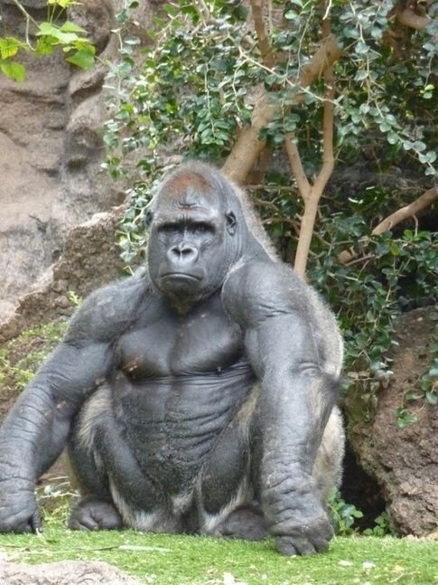 Who would win in a fight, a young Mike Tyson or Gorilla?
