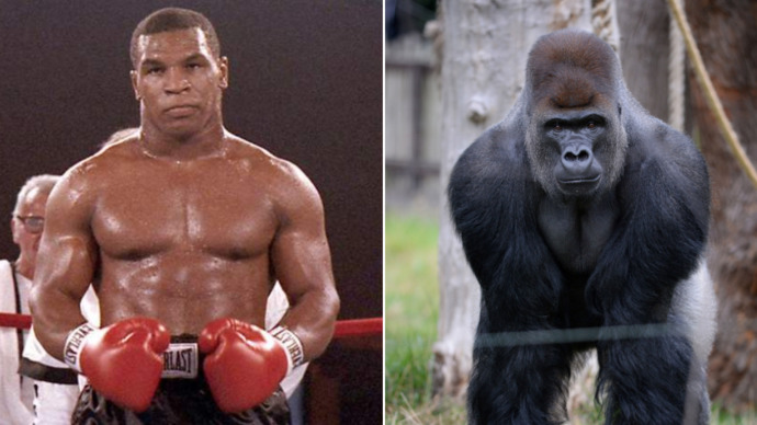 Who would win in a fight, a young Mike Tyson or Gorilla?