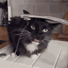 Anyone elses cat do this?