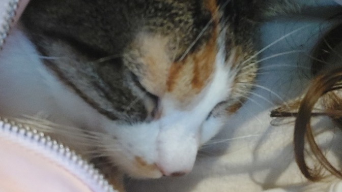 Anyone elses cat do this?
