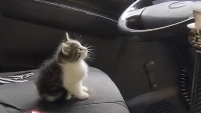 What would you do if this was your Uber driver?