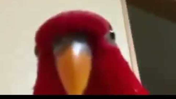 What if this was the last thing people saw before they died?