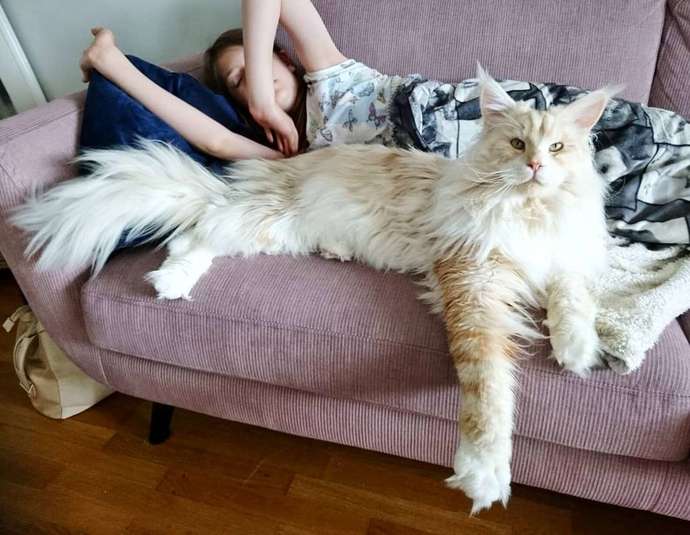 Main coon cat. 