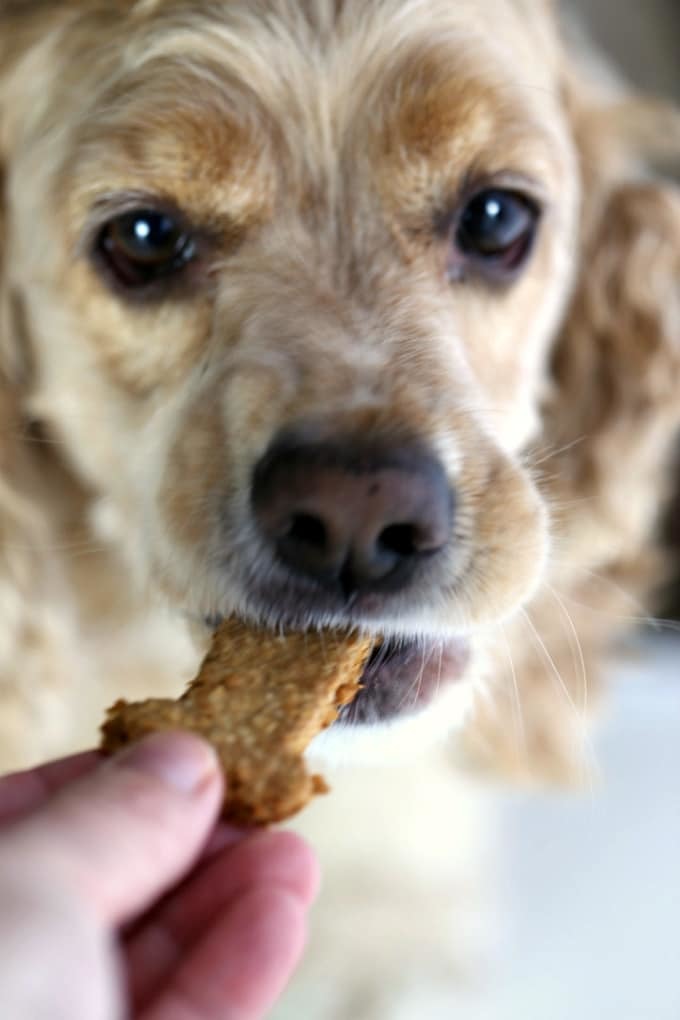 Do you hide your dog’s treat around the house for more fun?