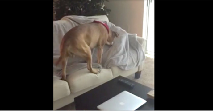 Do you hide your dog’s treat around the house for more fun?