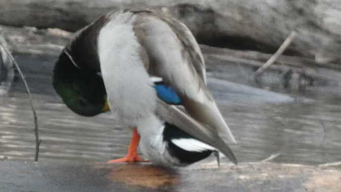 What is he looking for?