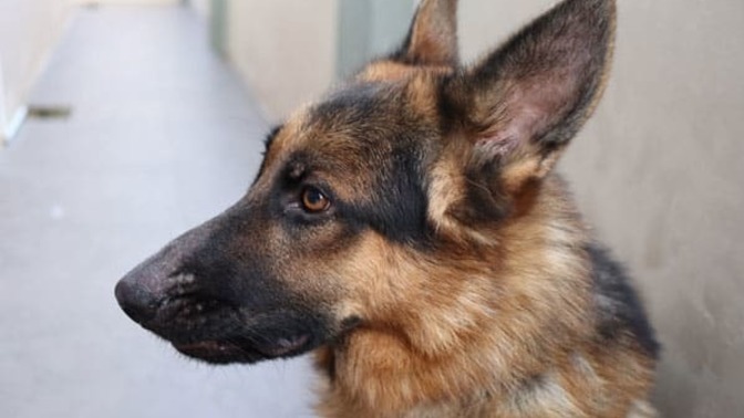 I got a dog but he is scared of everyone/and every dog what do I do?