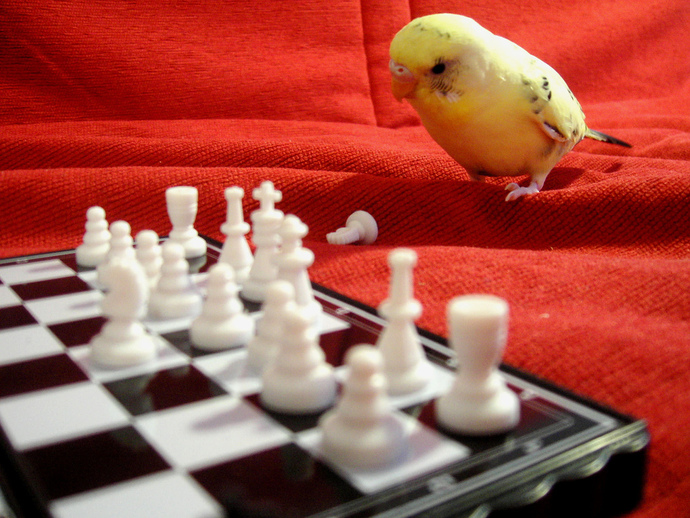 How good are you at CHESS?