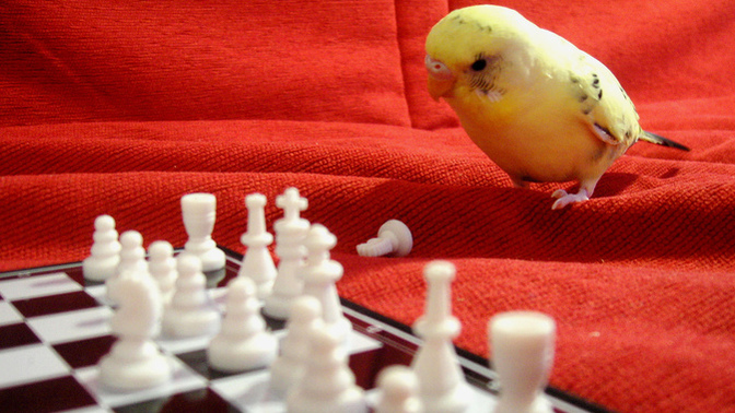 How good are you at CHESS?