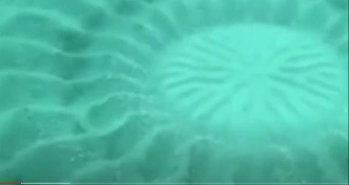 What creature makes these elaborate designs and for what reason?