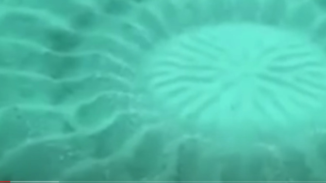 What creature makes these elaborate designs and for what reason?