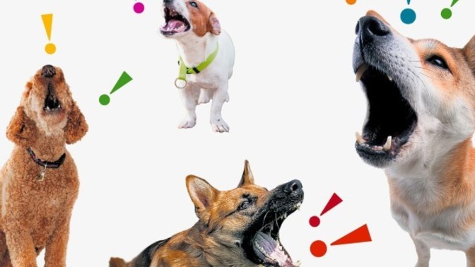 Do you think dogs all bark in the same language?