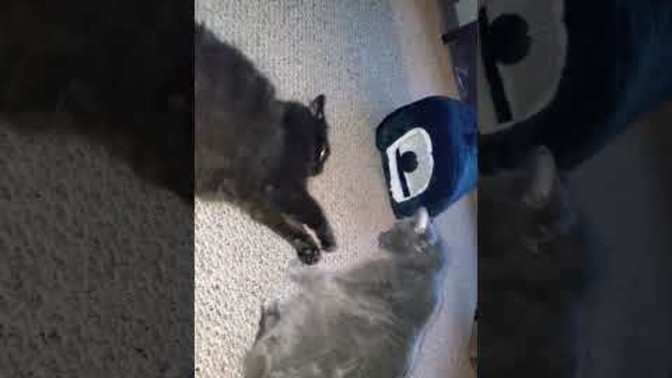 In your opinion is this the best cat video?