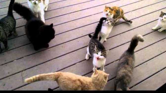 To cat owners, how often does your cat meow?