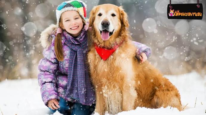 Do you like goldens?