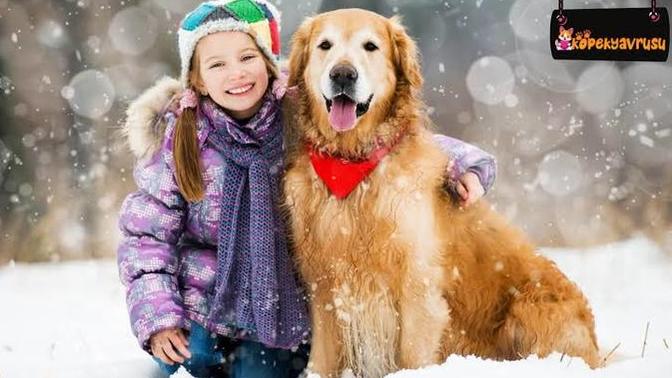 Do you like goldens?