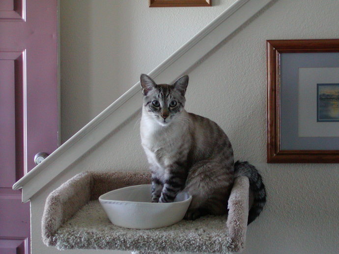 Have you adopted a pet? If so, what is his/her name?