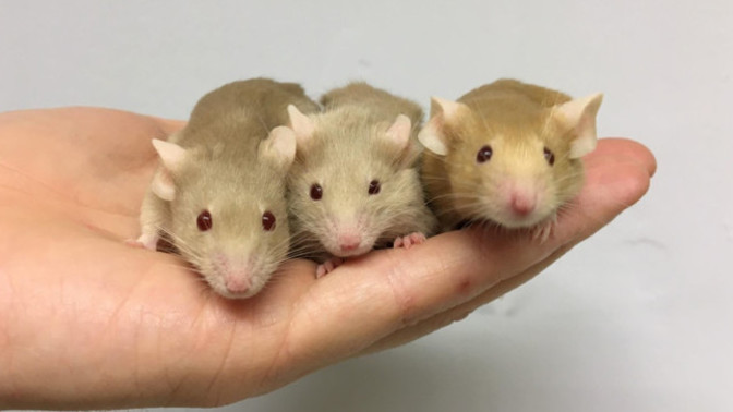 What are your thoughts on the latest CNN report that Scientists have created mice out of two dad mice for the first time ever?