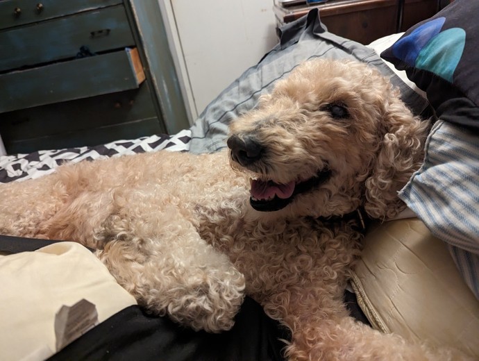 If you have a dog, do you ever feed it scraps from what you've eaten?