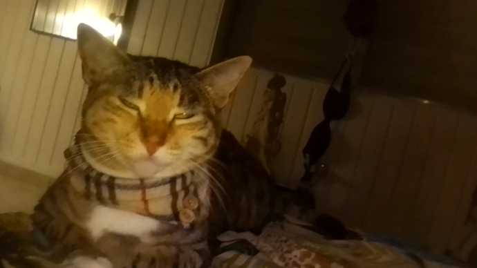 A good caption for my cat Elise?