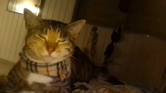 A good caption for my cat Elise?