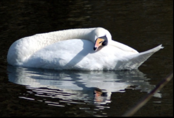 Which animal is at the top of evolutionary chain?