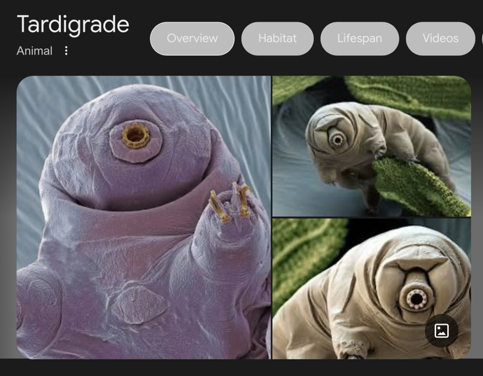 Which animal is at the top of evolutionary chain?