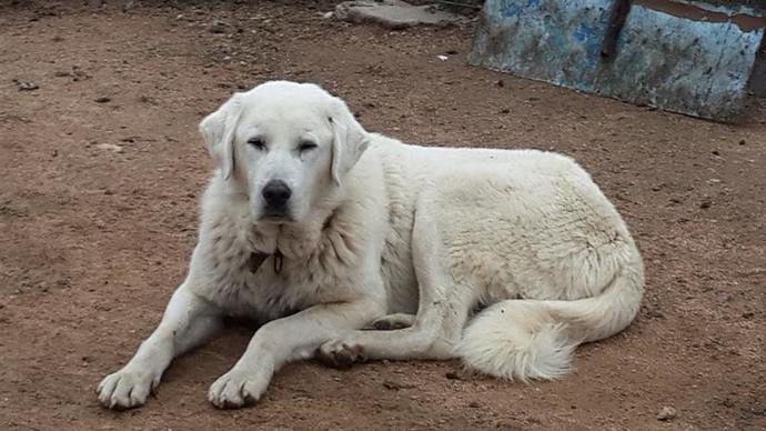 What mix of dog breeds do you think he is?