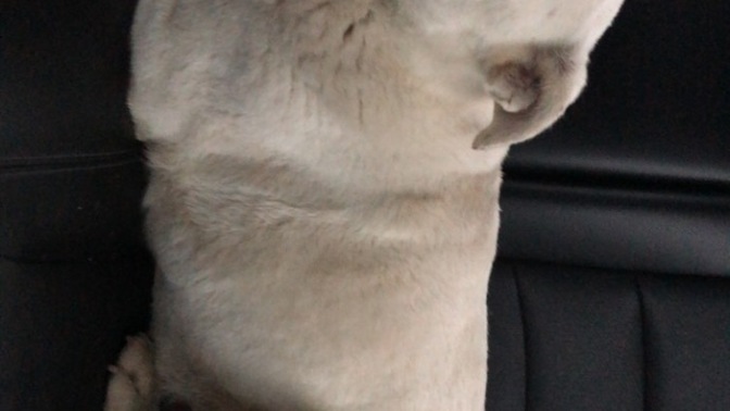 What mix of dog breeds do you think he is?