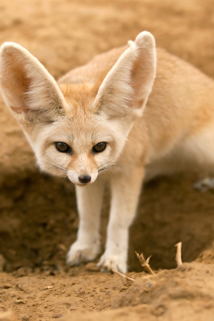 Besides domestic dogs, what animal from the canid family do you like the most?