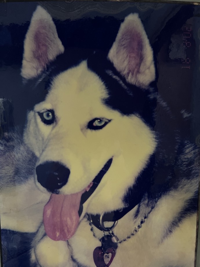 Besides domestic dogs, what animal from the canid family do you like the most?