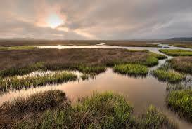 saltwater marshes.